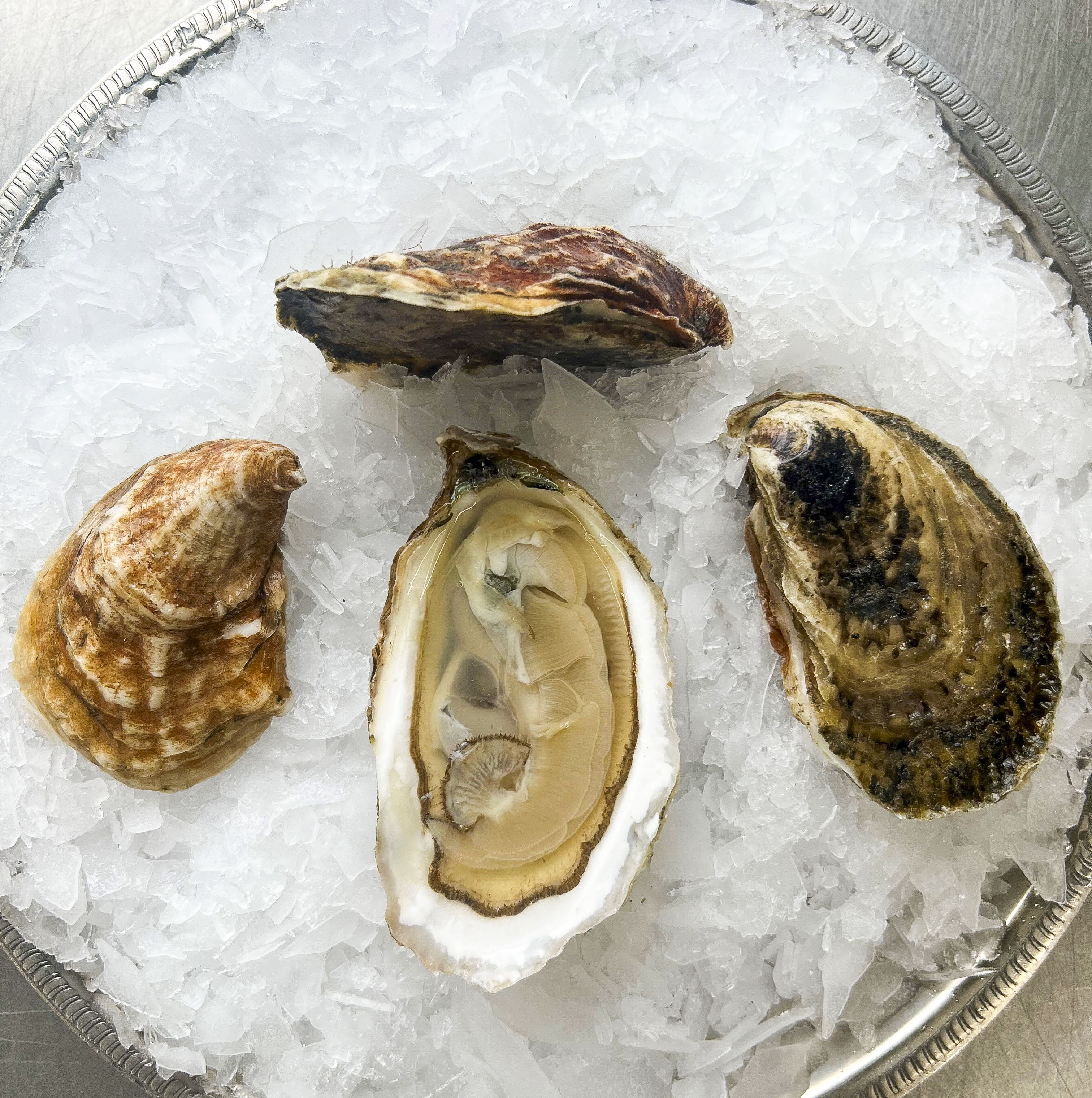 Walrus and Carpenter Oyster — Oysterology Online | Pangea Shellfish Company